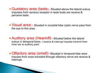  Gustatory area (taste):- Situated above the lateral sulcus
impulses from sensory receptor in taste buds are receive &
perceive taste.
 Visual area:- Situated in occipital lobe (optic nerve pass from
the eye to this area.
 Auditory area (Hearinf0:- Situated below the lateral
sulcus in temporal bone. ( receive & interrupt impulse transmit from
inner ear to auditory part)
 Olfactory area (smell):-Situated in temporal lobe were
impulse from nose transited through olfactory nerve are receive &
interrupt.
 