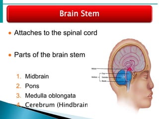 Brain Stem
 Attaches to the spinal cord
 Parts of the brain stem
1. Midbrain
2. Pons
3. Medulla oblongata
4. Cerebrum (Hindbrain)
 