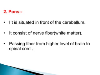 2. Pons:-
• I t is situated in front of the cerebellum.
• It consist of nerve fiber(white matter).
• Passing fiber from higher level of brain to
spinal cord .
 