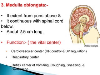 3. Medulla oblongata:-
• It extent from pons above &
• it continuous with spinal cord
below.
• About 2.5 cm long.
• Function:- ( the vital center)
• Cardiovascular center (HR control & BP regulation)
• Respiratory center
• Reflex center of Vomiting, Coughing, Sneezing, &
Swallowing
 