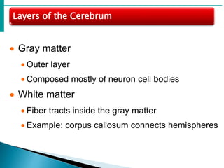 Layers of the Cerebrum
 Gray matter
 Outer layer
 Composed mostly of neuron cell bodies
 White matter
 Fiber tracts inside the gray matter
 Example: corpus callosum connects hemispheres
 