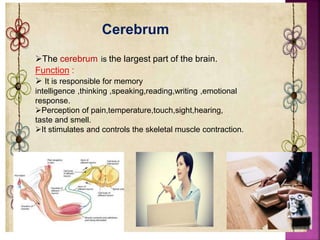 Brain | PPTX