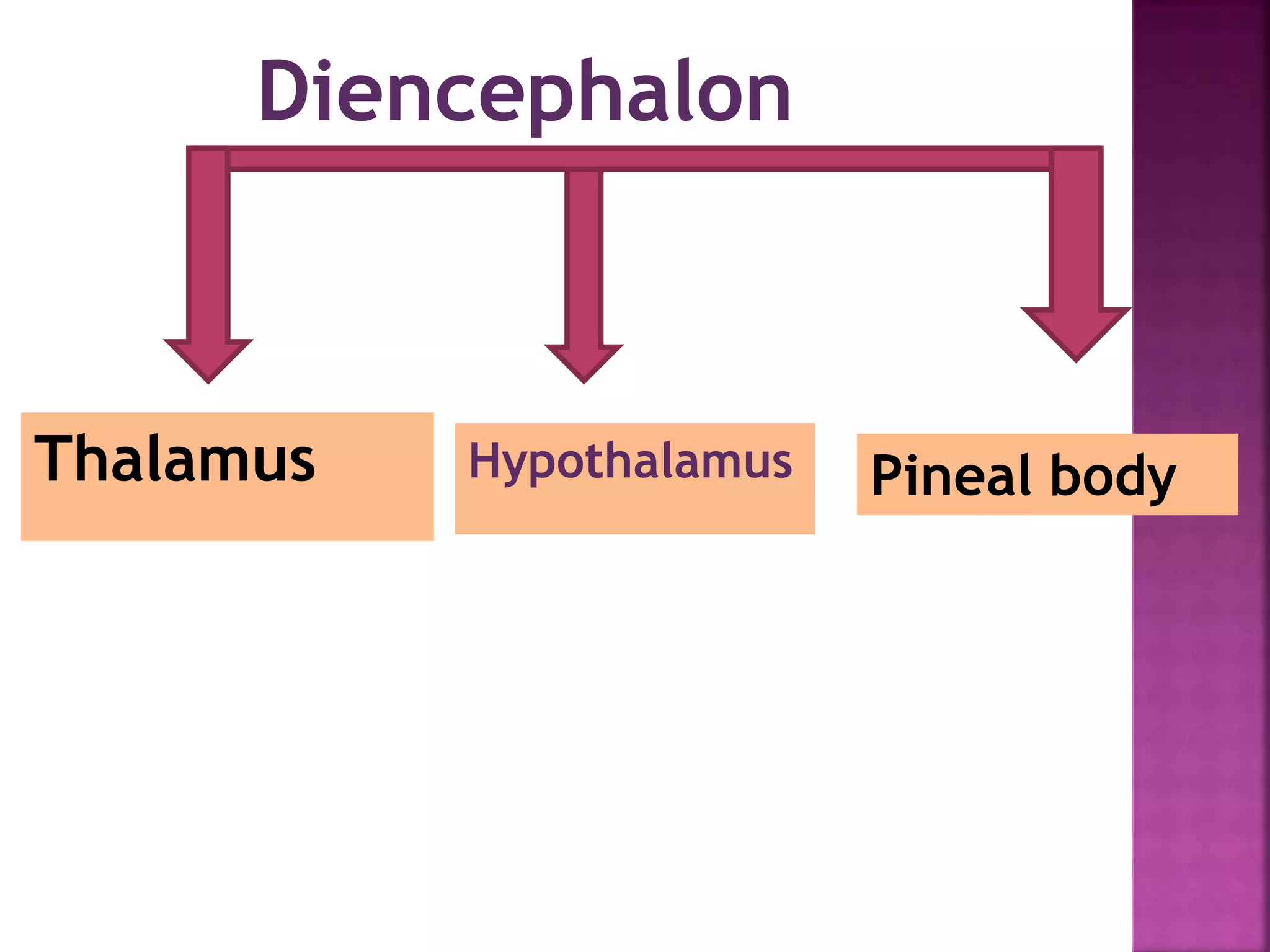 Diencephalon
Thalamus Hypothalamus Pineal body
 
