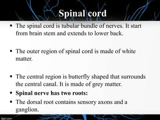 Spinal cord
 The spinal cord is tubular bundle of nerves. It start
from brain stem and extends to lower back.
 The outer region of spinal cord is made of white
matter.
 The central region is butterfly shaped that surrounds
the central canal. It is made of grey matter.
 Spinal nerve has two roots:
 The dorsal root contains sensory axons and a
ganglion.
 