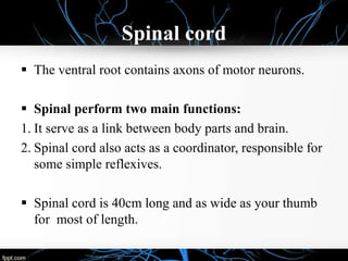 Spinal cord
 The ventral root contains axons of motor neurons.
 Spinal perform two main functions:
1. It serve as a link between body parts and brain.
2. Spinal cord also acts as a coordinator, responsible for
some simple reflexives.
 Spinal cord is 40cm long and as wide as your thumb
for most of length.
 