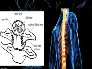 Spinal Cord and brain
