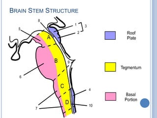BRAIN STEM STRUCTURE

 