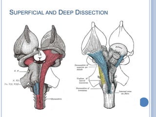 SUPERFICIAL AND DEEP DISSECTION

 