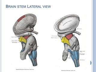 BRAIN STEM LATERAL VIEW

 