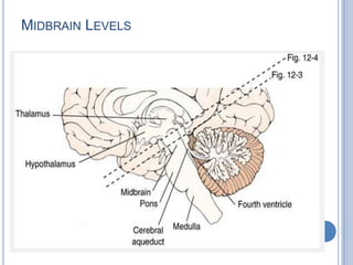 MIDBRAIN LEVELS

 