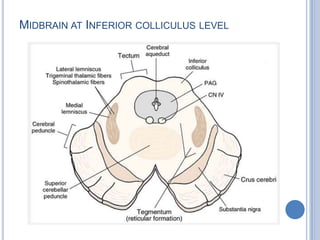 MIDBRAIN AT INFERIOR COLLICULUS LEVEL

 