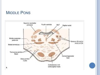 MIDDLE PONS

 