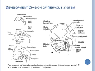 DEVELOPMENT DIVISION OF NERVOUS SYSTEM

Four stages in early development of brain and cranial nerves (times are approximate). A:
31/2 weeks. B: 41/2 weeks. C: 7 weeks. D: 11 weeks

 