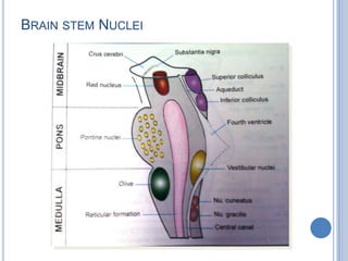 BRAIN STEM NUCLEI

 