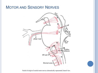 MOTOR AND SENSORY NERVES

 
