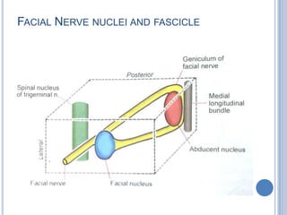 FACIAL NERVE NUCLEI AND FASCICLE

 