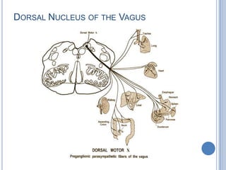 DORSAL NUCLEUS OF THE VAGUS

 
