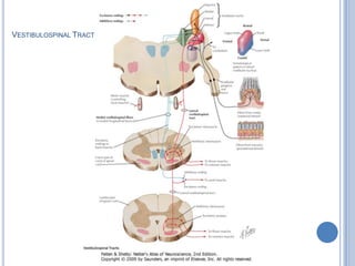 VESTIBULOSPINAL TRACT

 