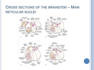 CROSS SECTIONS OF THE BRAINSTEM – MAIN
RETICULAR NUCLEI

 