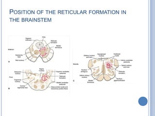 POSITION OF THE RETICULAR FORMATION IN
THE BRAINSTEM

 