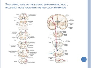THE CONNECTIONS OF THE LATERAL SPINOTHALAMIC TRACT,
INCLUDING THOSE MADE WITH THE RETICULAR FORMATION

 