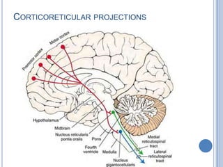 CORTICORETICULAR PROJECTIONS

 