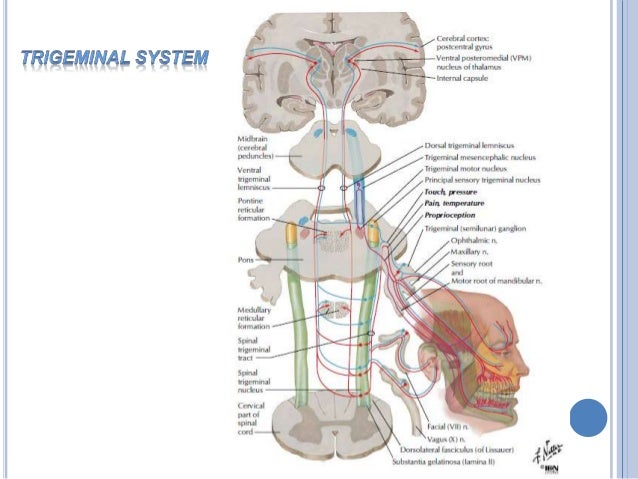 Brain stem 2014