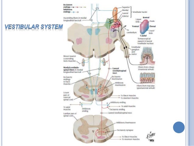 2 functions carried out in brain stem