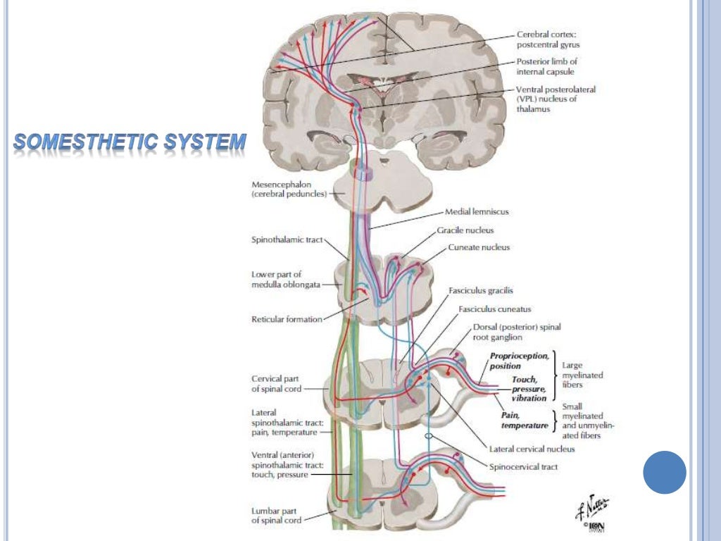 Brain stem 2014