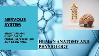 HUMANANATOMYAND
PHYSIOLOGY
NERVOUS
SYSTEM
STRUCTURE AND
FUNCTION OF
CEREBRUM,CEREBELLUM
AND BRAIN STEM
 
