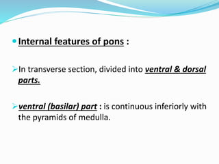 Pyramids Pons Gross and salient features of Brain | PPTX