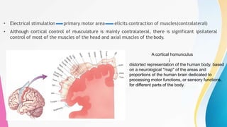 brain | PDF