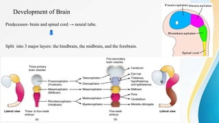 Brain Anatomy | PPTX