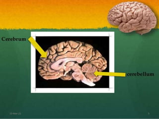Brain structure and its function | PPTX