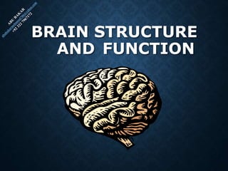 BRAIN STRUCTURE
AND FUNCTION
 