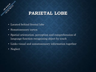 PARIETAL LOBE
• Located behind frontal lobe
• Somatosensory cortex
• Spatial orientation, perception and comprehension of
language function recognising object by touch
• Links visual and somatosensory information together
• Neglect
 