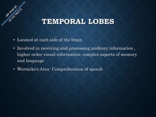 TEMPORAL LOBES
• Located at each side of the brain
• Involved in receiving and processing auditory information ,
higher order visual information, complex aspects of memory
and language
• Wernicke’s Area- Comprehension of speech
 