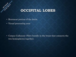 OCCIPITAL LOBES
• Rearmost portion of the brain
• Visual processing area
• Corpus Callosum- Fibre bundle in the brain that connects the
two hemispheres together.
 