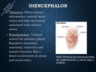DIENCEPHALON
• Thalamus- filters sensory
information, controls mood
states and body movement
associated with emotive
states
• Hypothalamus- ‘Central
control’ for pituitary gland.
Regulates autonomic,
emotional, endocrine and
somatic function. Has a
direct involvement in stress
and mood states.
(http://training.seer.cancer.gov/mod
ule_anatomy/unit5_3_nerve_org1_c
ns.html)
 
