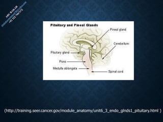 (http://training.seer.cancer.gov/module_anatomy/unit6_3_endo_glnds1_pituitary.html )
 