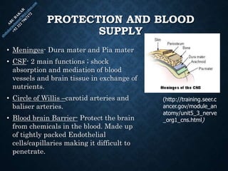 PROTECTION AND BLOOD
SUPPLY
• Meninges- Dura mater and Pia mater
• CSF- 2 main functions ; shock
absorption and mediation of blood
vessels and brain tissue in exchange of
nutrients.
• Circle of Willis –carotid arteries and
baliser arteries.
• Blood brain Barrier- Protect the brain
from chemicals in the blood. Made up
of tightly packed Endothelial
cells/capillaries making it difficult to
penetrate.
(http://training.seer.c
ancer.gov/module_an
atomy/unit5_3_nerve
_org1_cns.html)
 