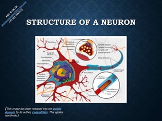 STRUCTURE OF A NEURON
(This image has been released into the public
domain by its author, LadyofHats. This applies
worldwide.)
 