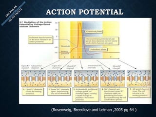 ACTION POTENTIAL
(Rosenweig, Breedlove and Leiman ,2005 pg 64 )
 