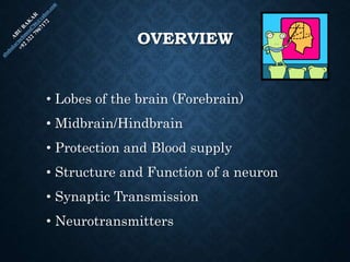 Brain Structure and Function | PPT