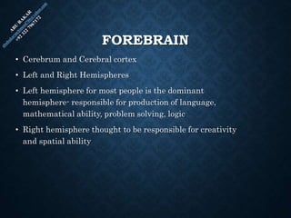 FOREBRAIN
• Cerebrum and Cerebral cortex
• Left and Right Hemispheres
• Left hemisphere for most people is the dominant
hemisphere- responsible for production of language,
mathematical ability, problem solving, logic
• Right hemisphere thought to be responsible for creativity
and spatial ability
 