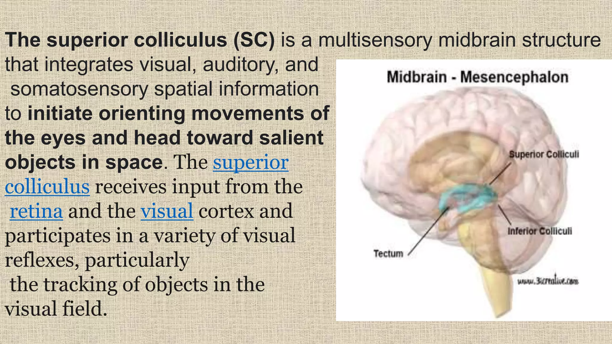 Brain and Spinal Cord | PPT