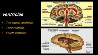 ventricles
• Two lateral ventricles.
• Third ventricle.
• Fourth ventricle.
 