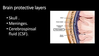 Brain protective layers
• Skull .
• Meninges.
• Cerebrospinsal
fluid (CSF).
 