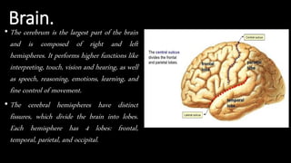 Brain.
• The cerebrum is the largest part of the brain
and is composed of right and left
hemispheres. It performs higher functions like
interpreting, touch, vision and hearing, as well
as speech, reasoning, emotions, learning, and
fine control of movement.
• The cerebral hemispheres have distinct
fissures, which divide the brain into lobes.
Each hemisphere has 4 lobes: frontal,
temporal, parietal, and occipital.
 