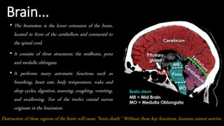 Brain...
• The brainstem is the lower extension of the brain,
located in front of the cerebellum and connected to
the spinal cord.
• It consists of three structures; the midbrain, pons
and medulla oblongata.
• It performs many automatic functions such as
breathing, heart rate, body temperature, wake and
sleep cycles, digestion, sneezing, coughing, vomiting,
and swallowing. Ten of the twelve cranial nerves
originate in the brainstem.
Destruction of these regions of the brain will cause "brain death." Without these key functions, humans cannot survive.
 